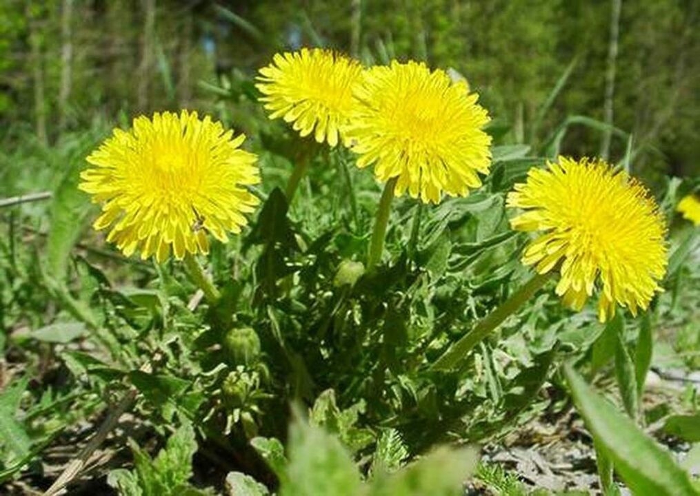 dandelion for osteoarthritis of the knee